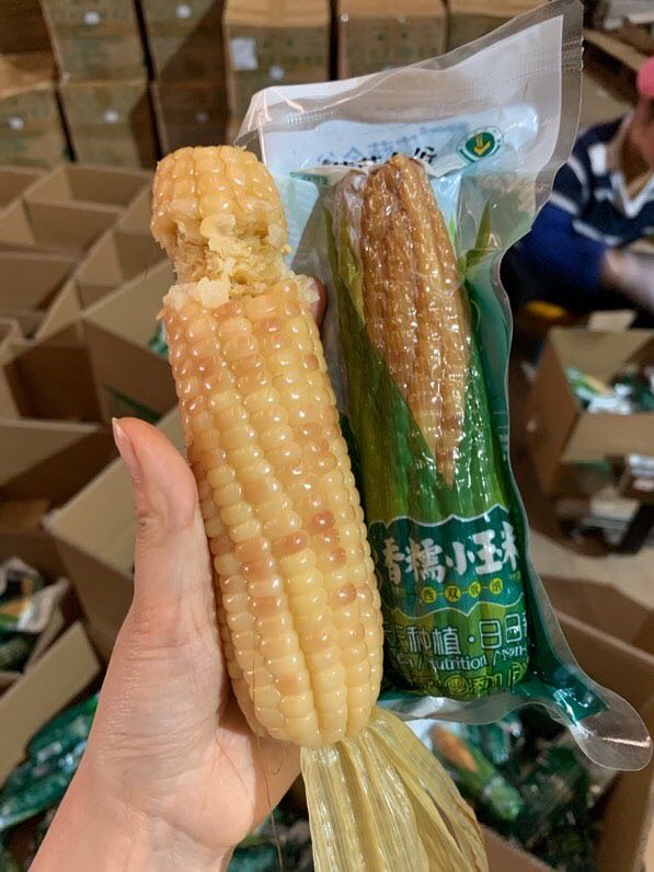 西双版纳香糯小玉米非转基因,云南西双版纳香糯小玉米