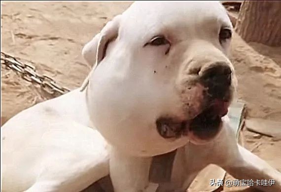 狗狗嘴巴突然肿了是过敏吗,狗狗嘴巴被咬了个洞肿起来了