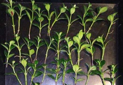 金鱼吊兰怎么养能养成老桩,怎样养殖金鱼吊兰才会花开旺