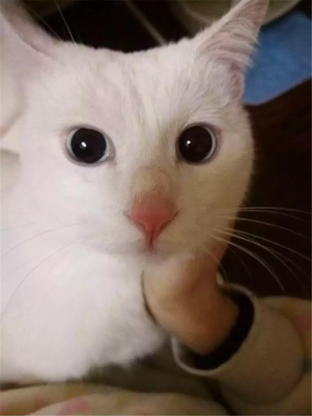 猫咪绝育后护理方法,猫猫绝育后如何护理