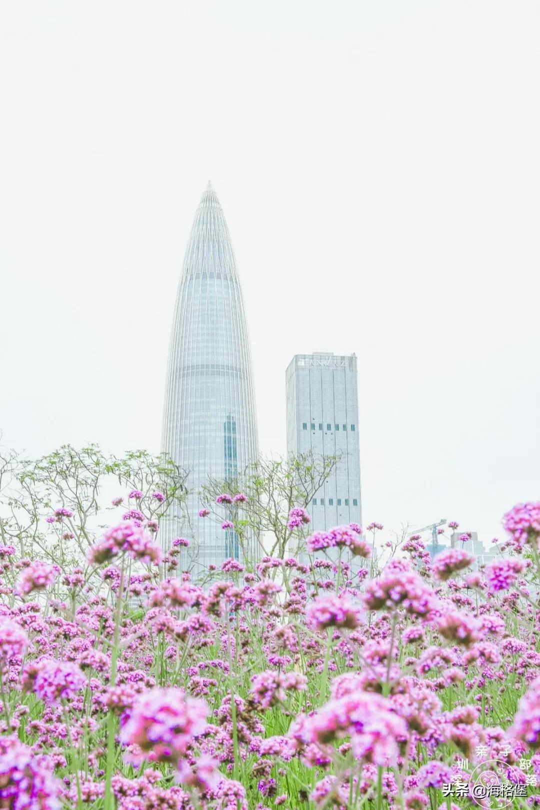 绱壊姊﹀够鑺辨捣鍏洯,娣卞湷鏅綏鏃烘柉2024绱壊鑺辨捣