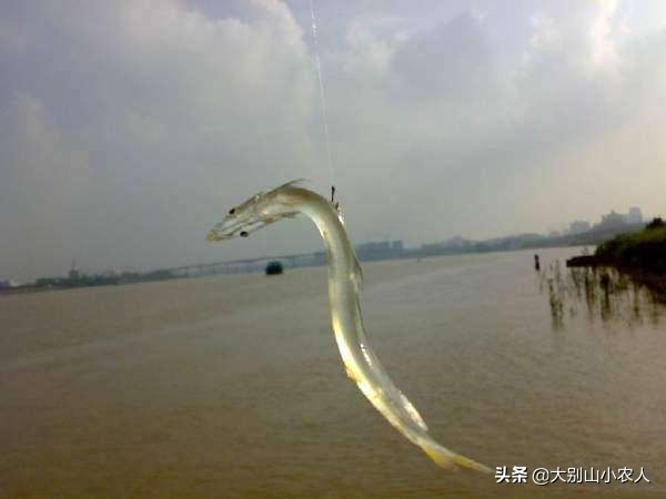 “面条鱼”之殇：鸭绿江边放流，全成了朝鲜的“嫁衣”？