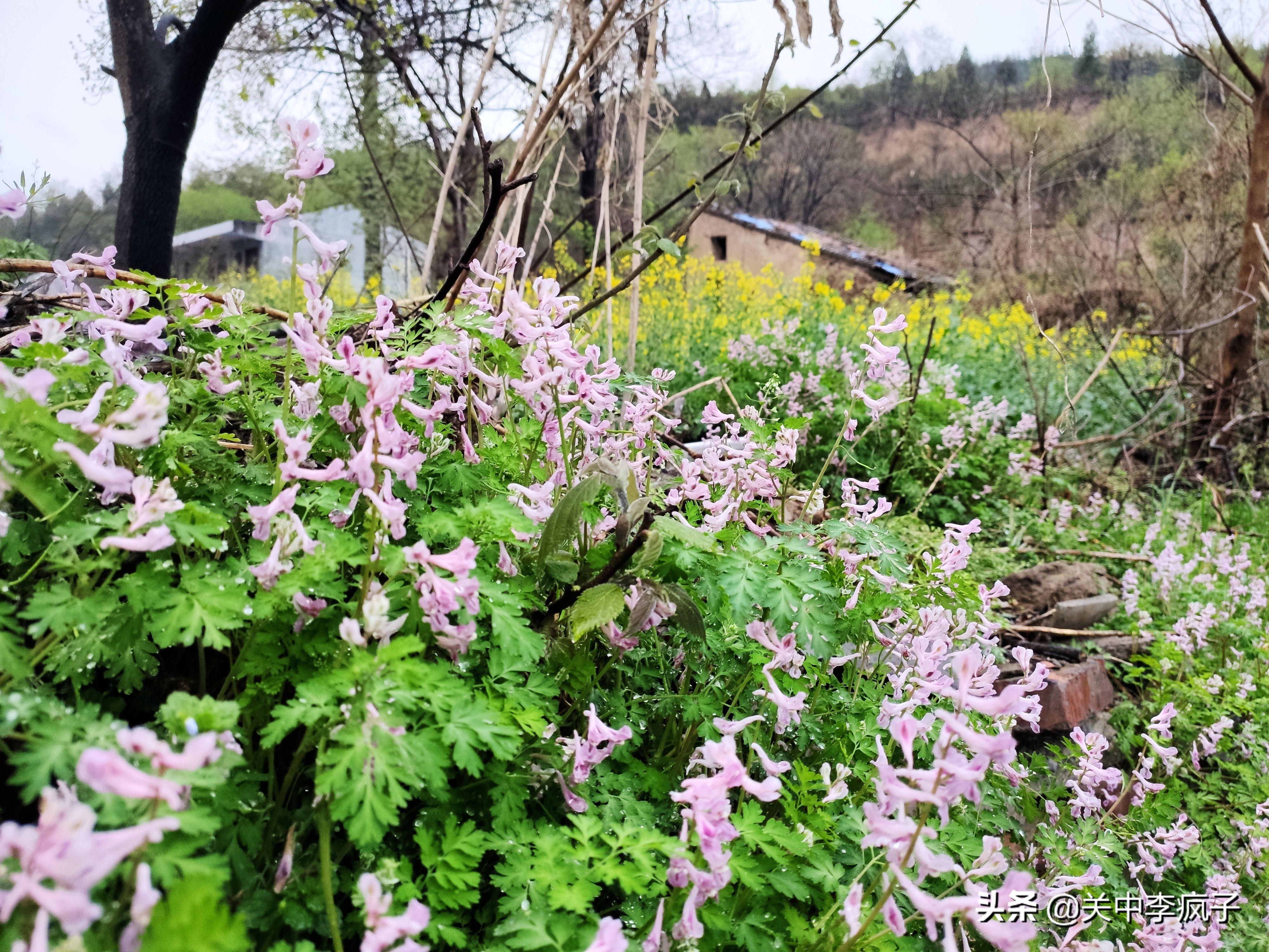 春天来了，这只叫青皮的旺财也来了