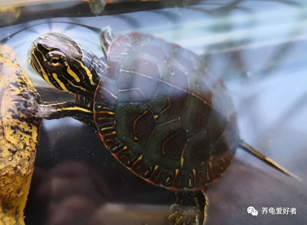 锦龟简介,东部锦龟是巴西龟吗