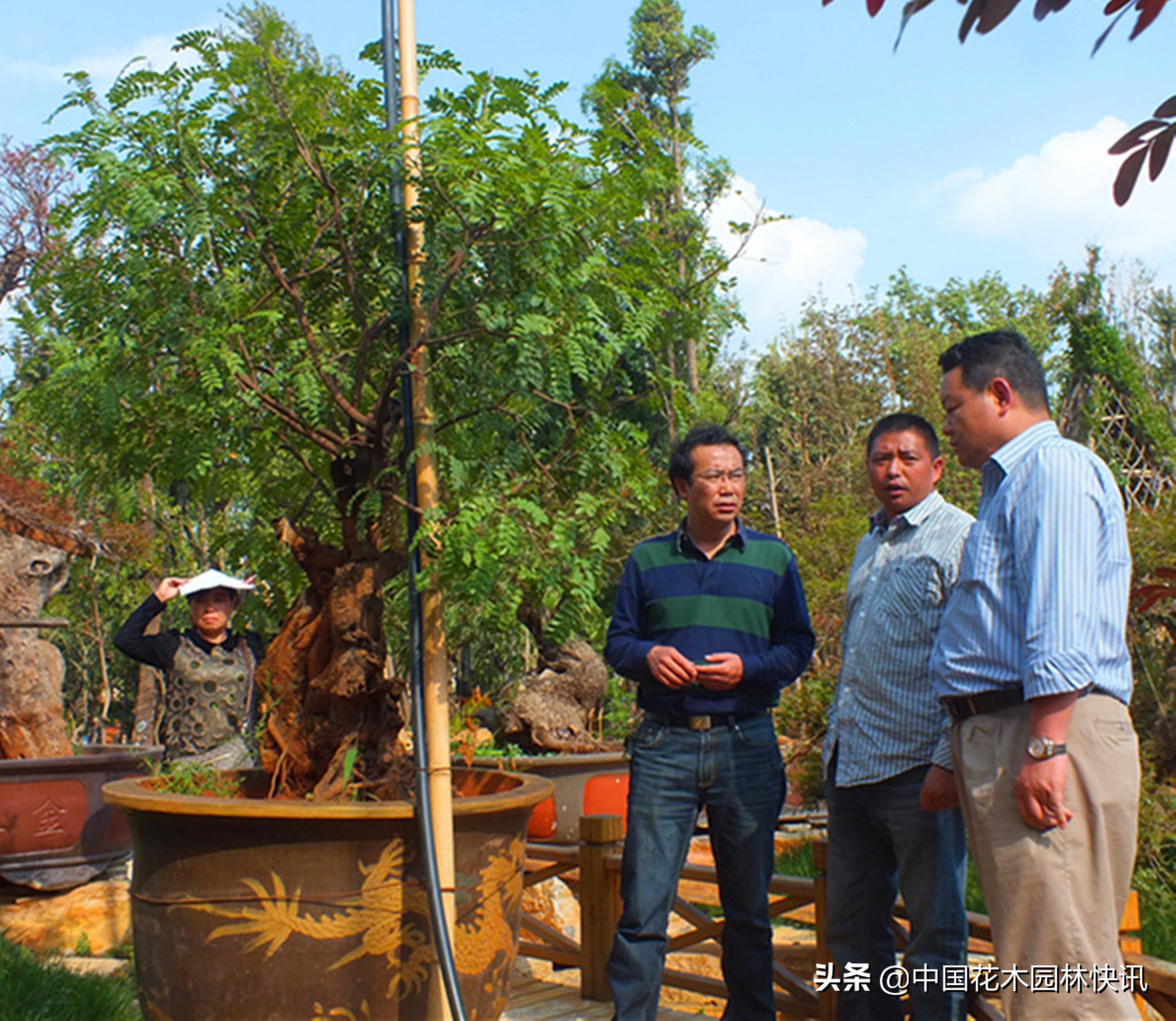 用工匠精神打造最美苗圃—记锦萃园林工程有限公司董事长苏跃文