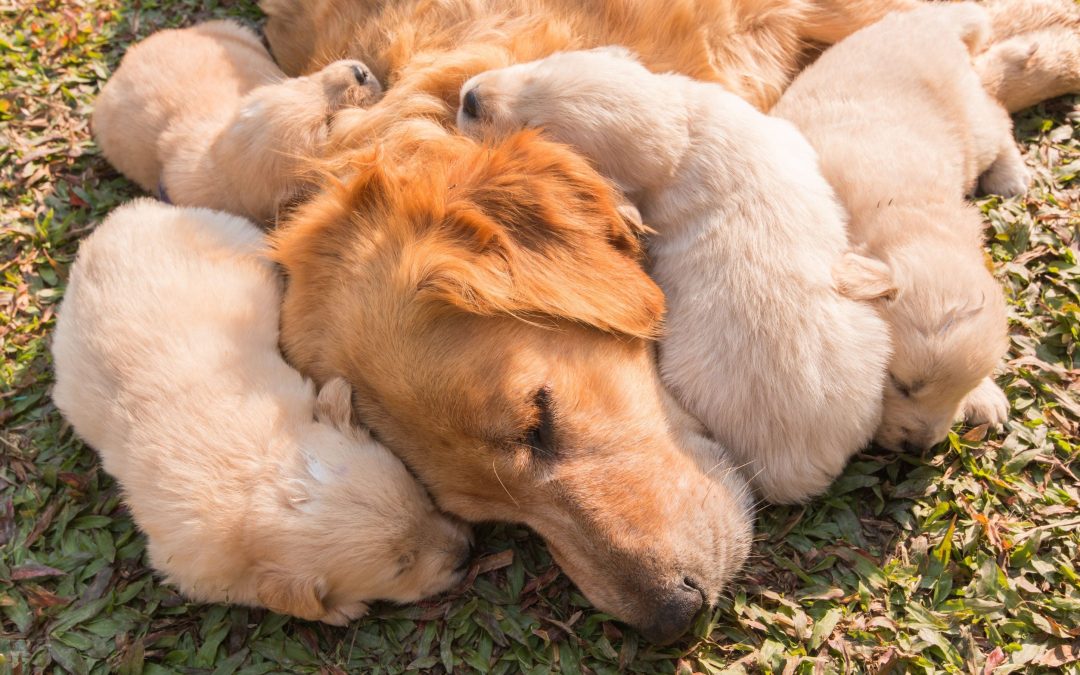 狗狗怀孕的时候会出现什么症状,如何避免狗狗意外怀孕
