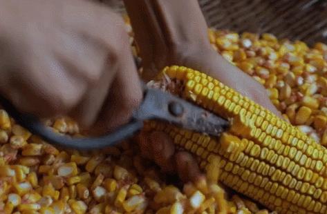 李子柒田园生活的魅力在哪里,当李子柒看到了不一样的田园生活