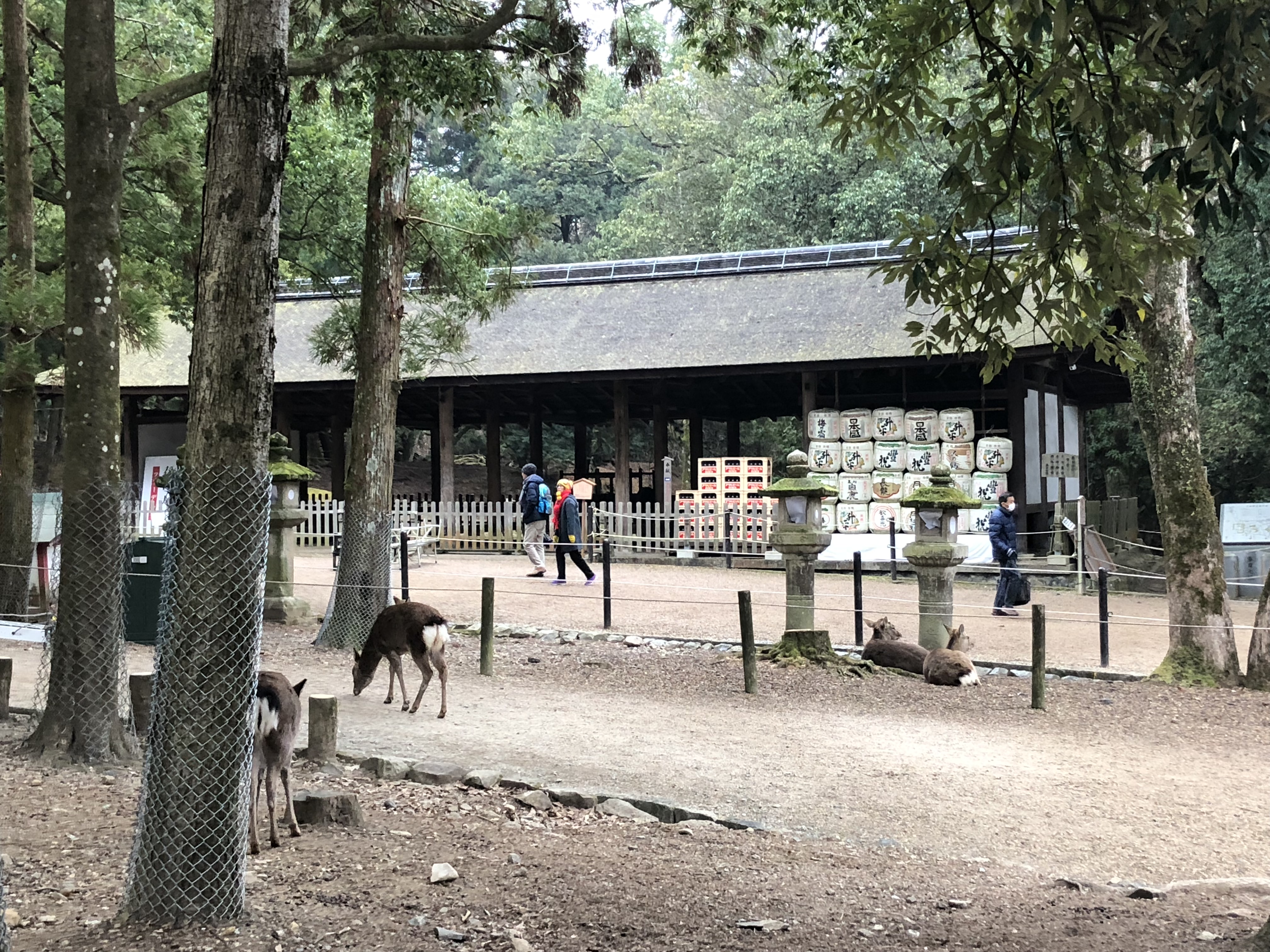 日本奈良公园遇见“神鹿”,日本奈良公园的鹿叫什么鹿