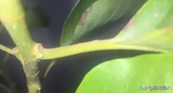 黄桷兰规格怎样,黄桷兰适应什么环境养护