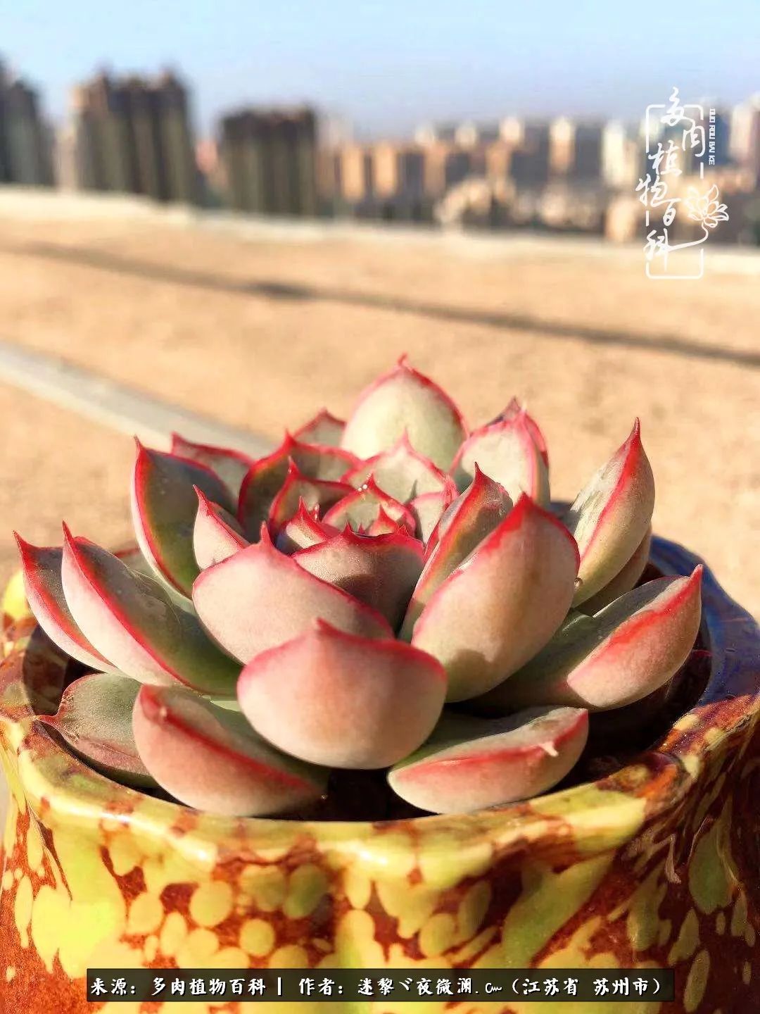 围观多肉版武林大会，一起穿越吧,下