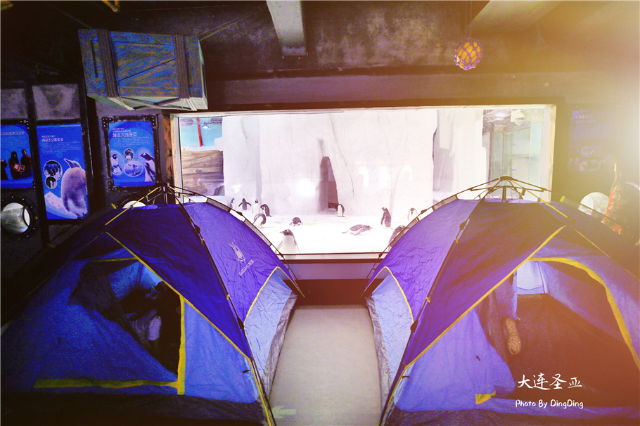 北方明珠活力四射的浪漫之都大连，国内最具特色的海洋世界圣亚