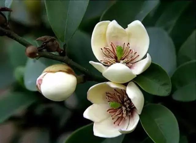 一次性摘各种各样的水果,一次性种很多草莓会怎么样