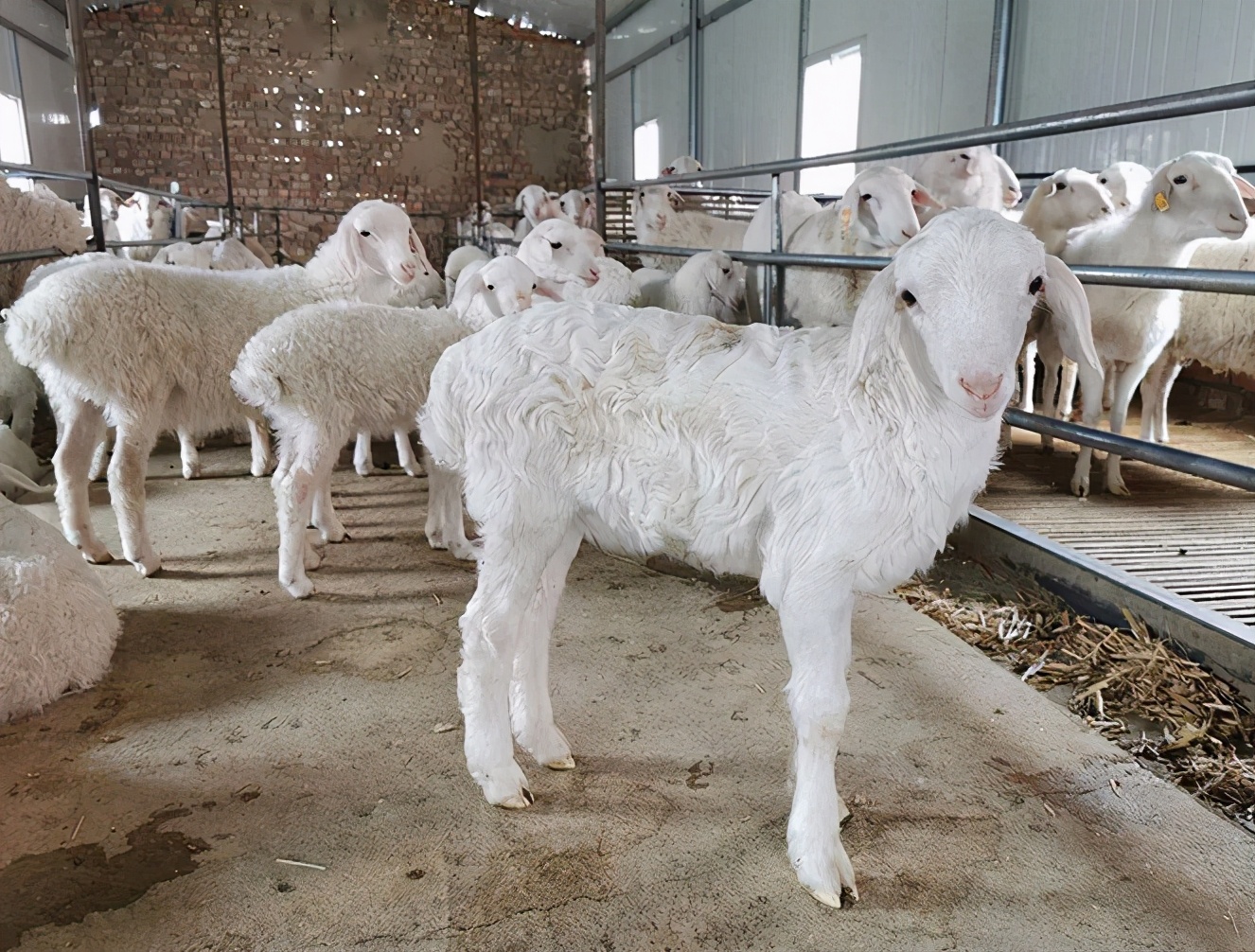 育肥羊怎么养才能快速长膘,育肥羊怎么喂长膘快