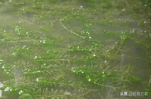 伊乐藻对水质的好处,伊乐藻管理与种植