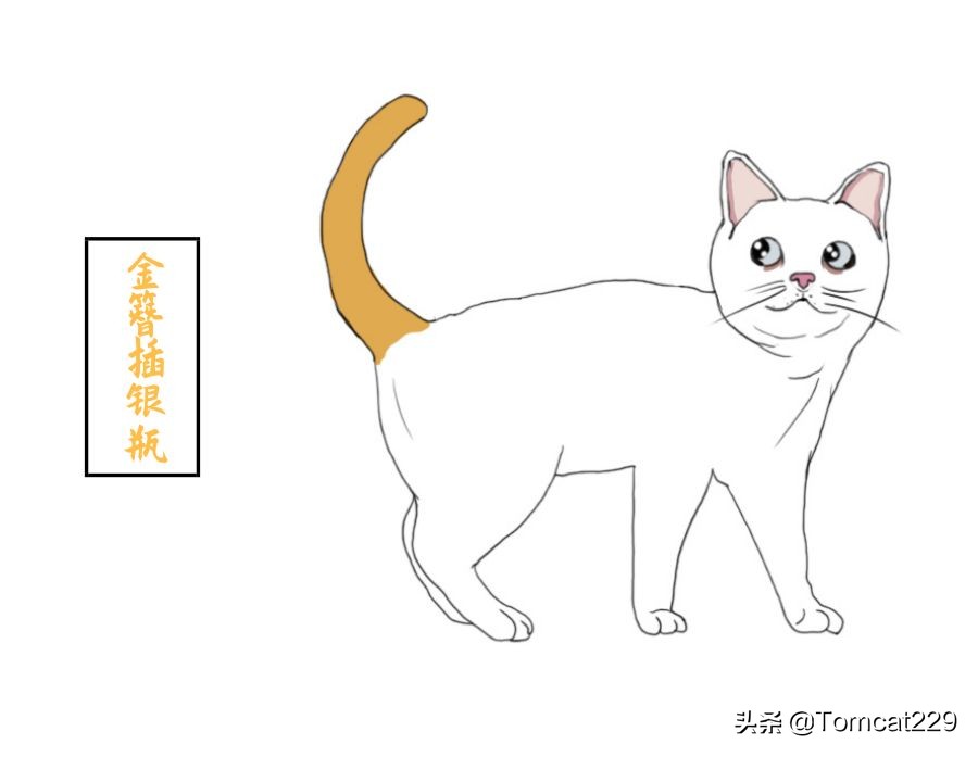 古代是如何给猫咪取名字的,古人给猫取名字