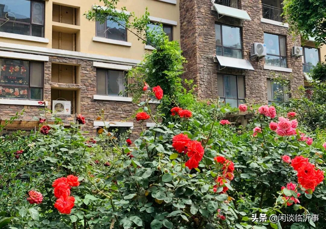 可圈可点，实探临沂学区老大哥三十五中，周边两万+的学区房