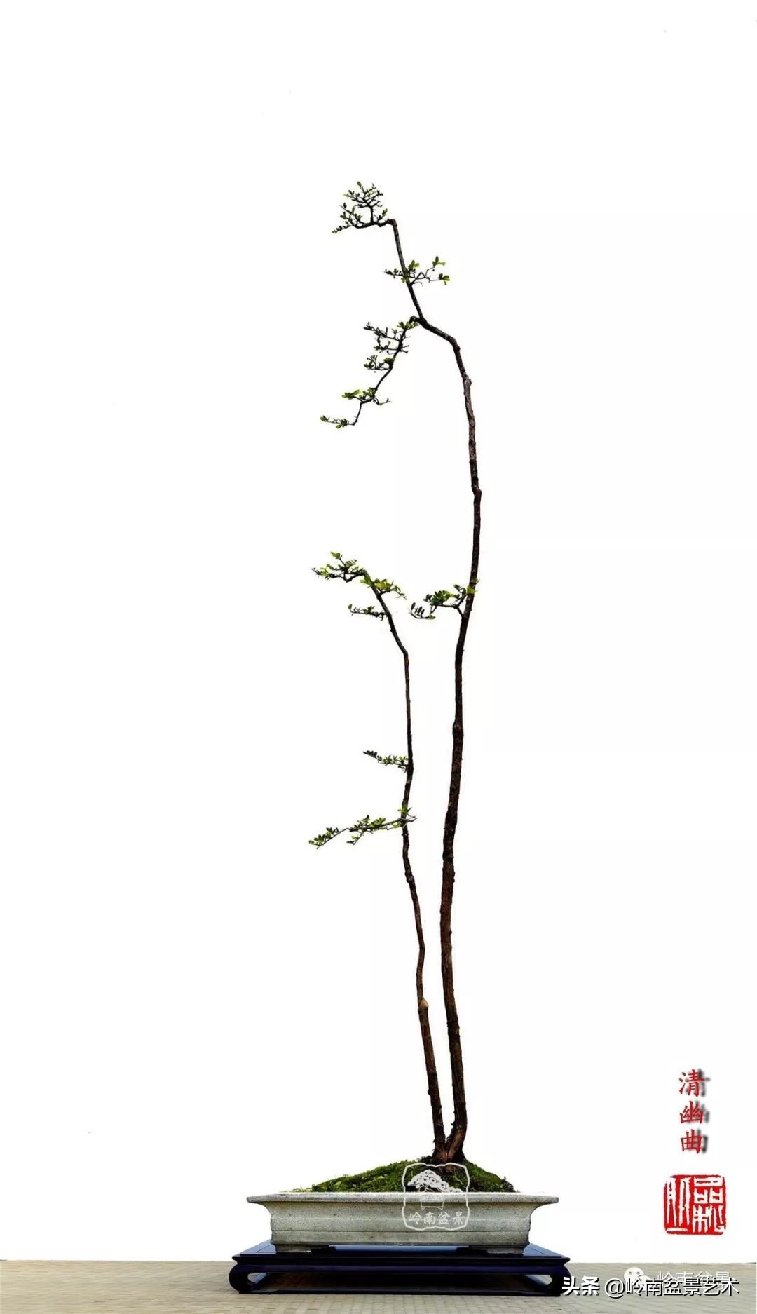 杂木盆景也毫不逊色,杂木盆景值钱吗