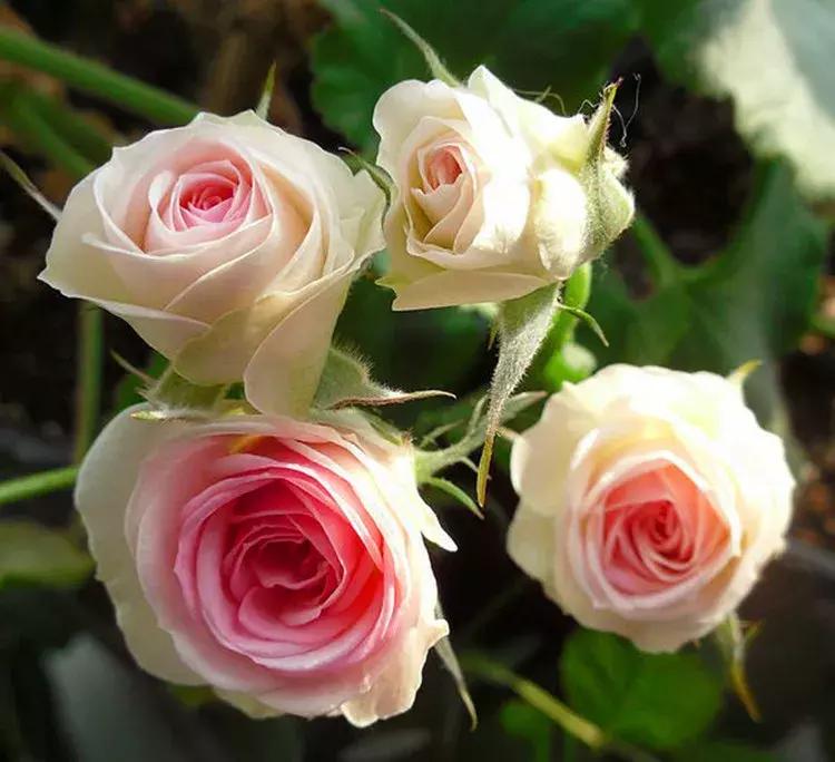 耐晒又香又好养的阳台月季,阳台月季好养吗