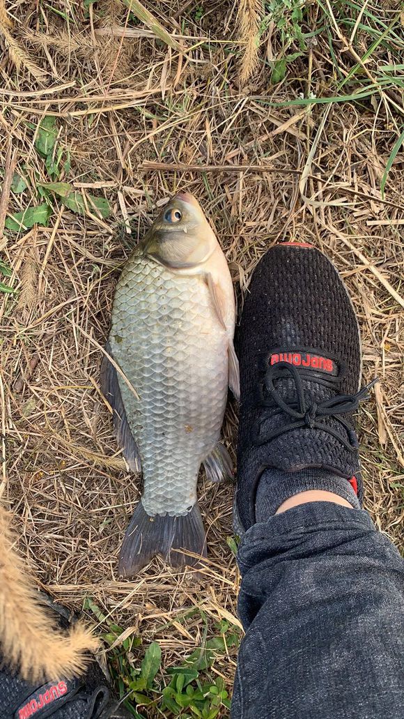 初夏大板鲫钓底还是钓浮,初夏为什么很难钓到大板鲫