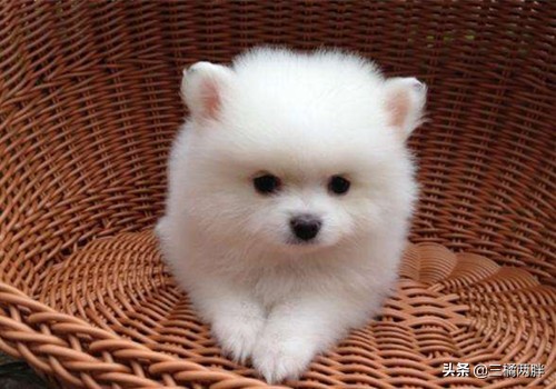 博美狗狗钙片什么时候吃比较好,博美不立耳能吃人吃的钙片吗