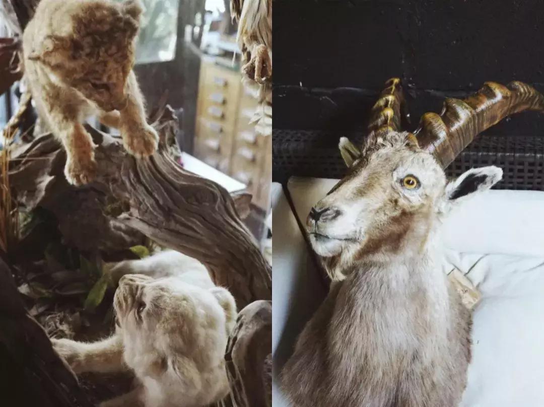 极光之旅民宿推荐,可以看极光的民宿