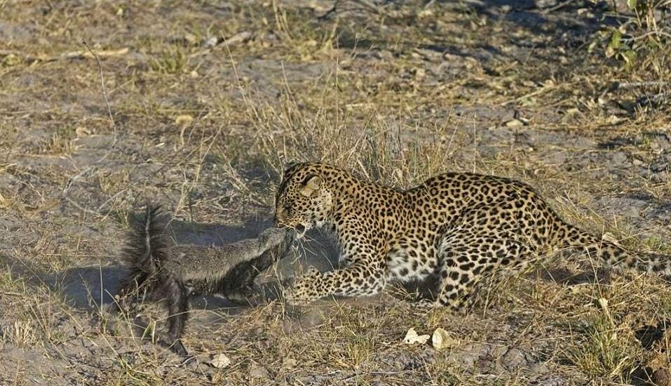 平头哥蜜獾的天敌有哪些,平头哥蜜獾真的没有天敌吗