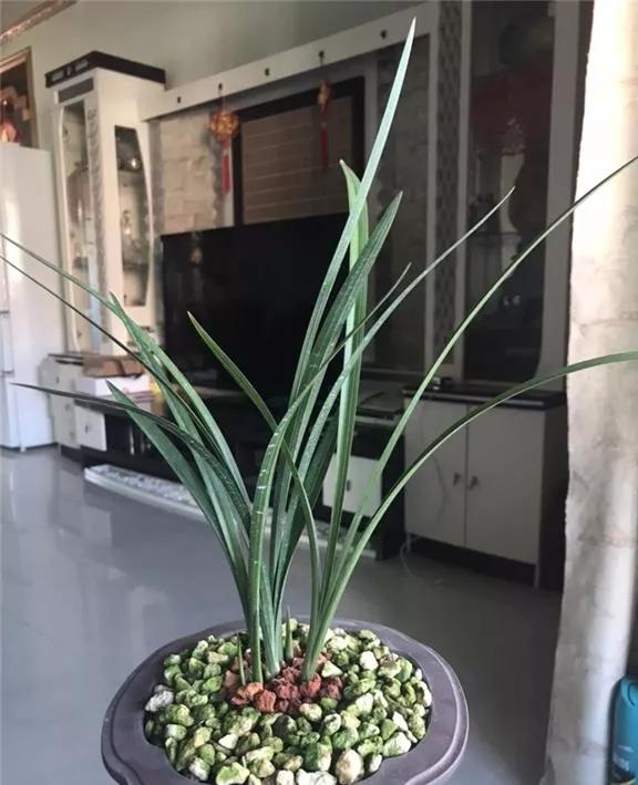 四川崇州早年下山的一颗春剑瓣型红花，现在成为镇园之宝