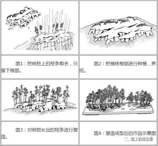 盆景主要分为树桩盆景,自然类树桩盆景和规律类树桩盆景