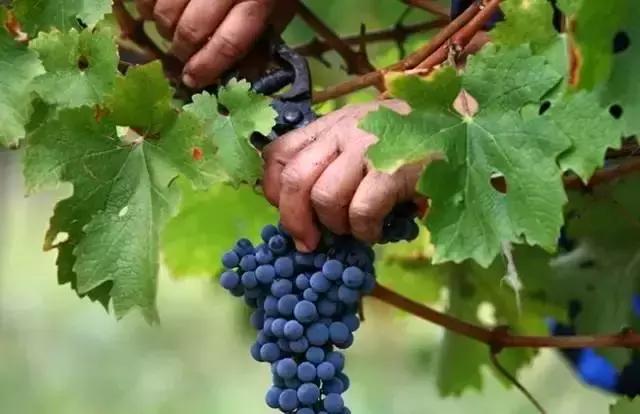 葡萄种植第一大虫害,葡萄种植六大坑个个要命