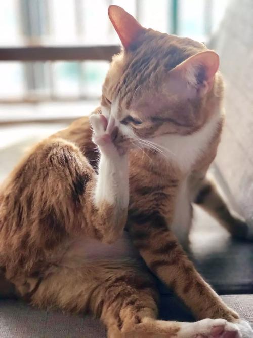 向猫学习吧：做一个灵魂的舞者，让男人爱你到“欲罢不能”