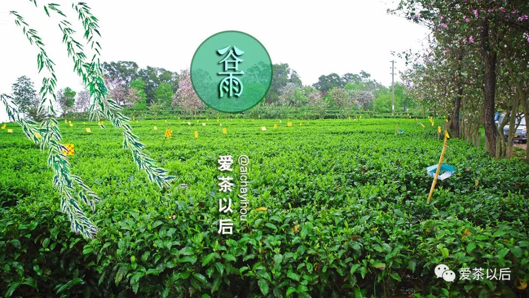 谷雨适合踏青还是喝茶,谷雨节气喝茶习俗美篇