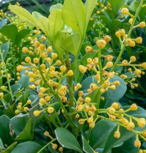 新买米兰花换土怎么处理,怎样给米兰花换盆