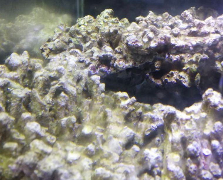 先造景再爆藻还是先爆藻再造景,先造景还是先养水