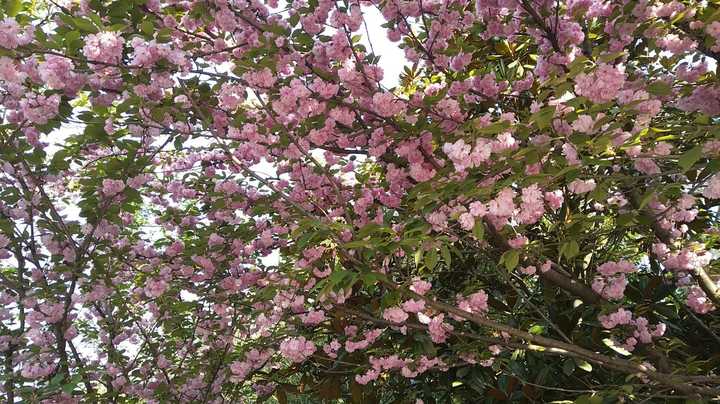 樱花芬兰芳四溢,倩倩咏咏那抹红