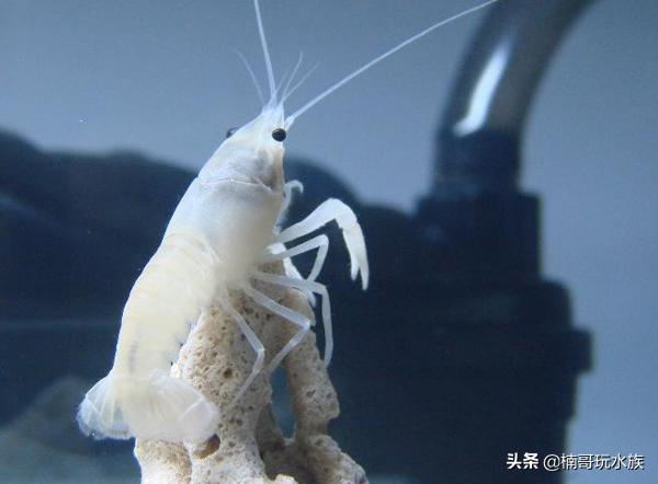 观赏虾的养殖方法图解,养观赏虾的正确方法和注意事项