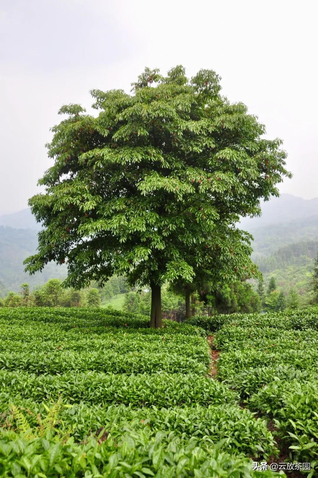 云放茶园深度解析,云放茶园最新视频