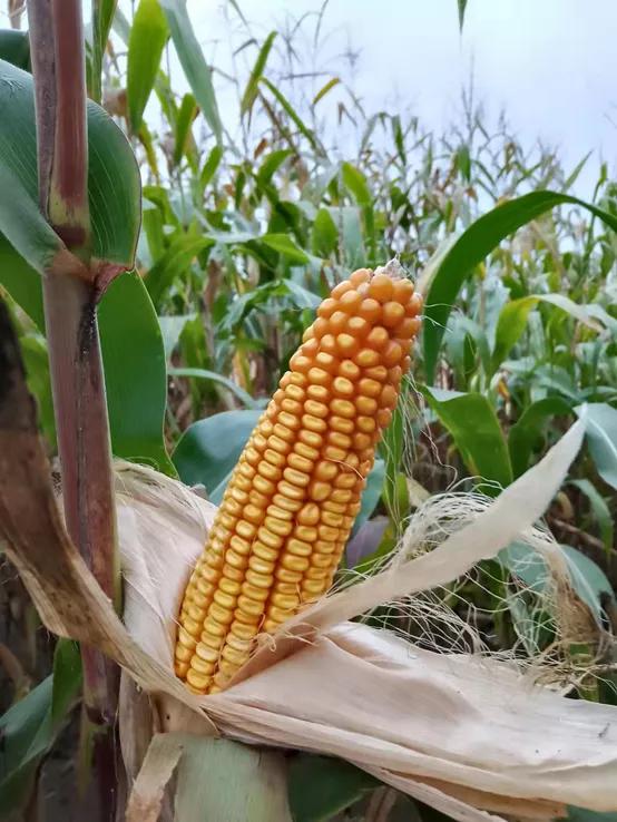 鹤岗晚上新闻,五一鹤岗