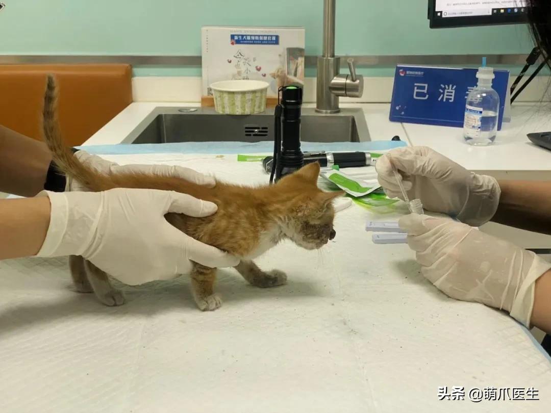 双目失明的猫咪好养吗,瞎了一只眼睛的猫能养吗