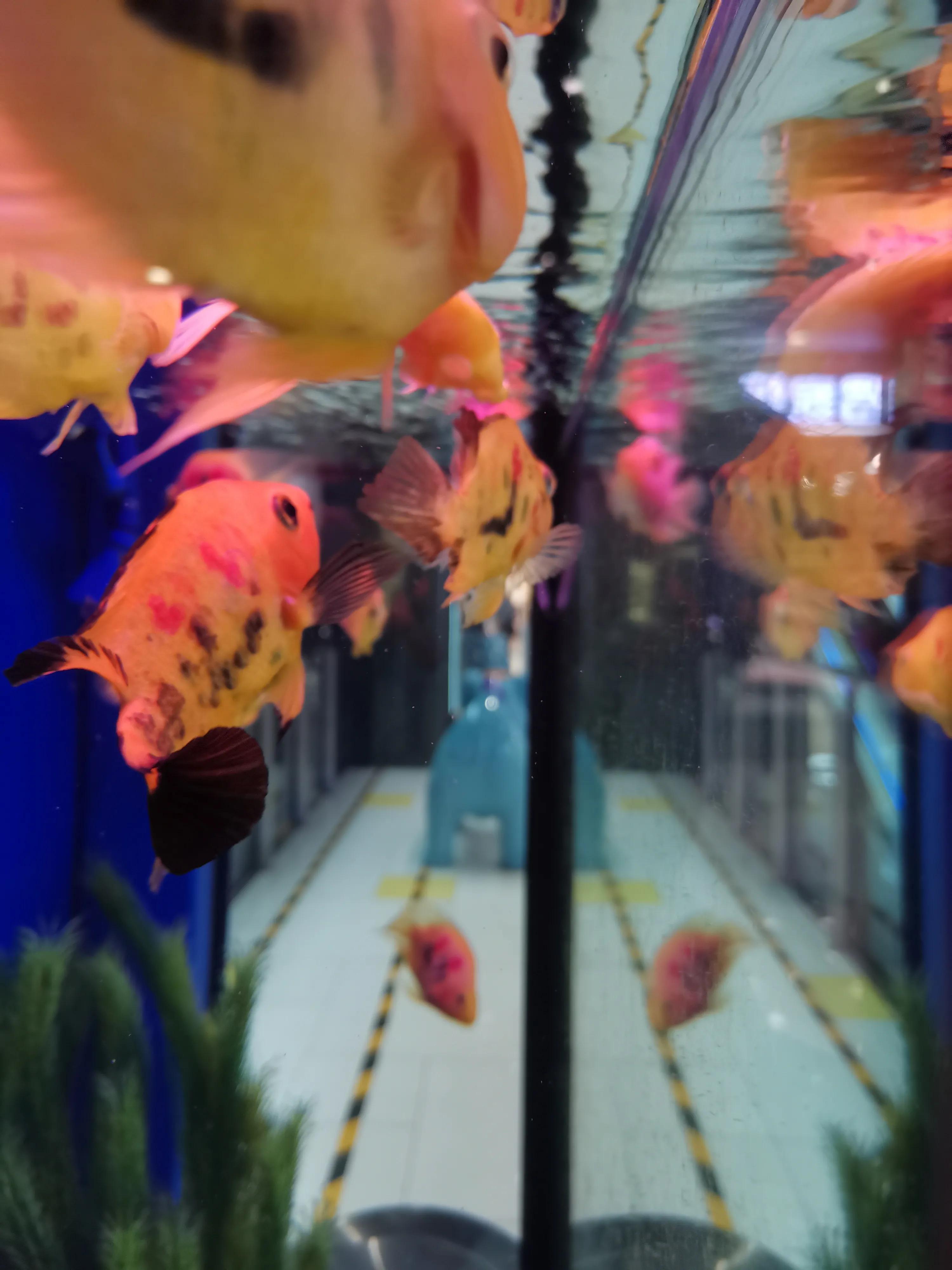 什么样的鱼叫财神鱼,世界上最奇怪的淡水鱼是什么鱼