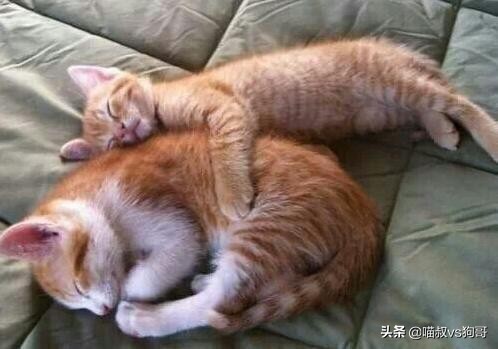 猫咪患上猫鼻支症状,猫咪眼睑炎的6大表现症状