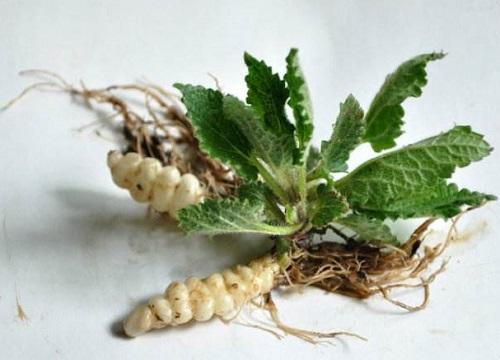 宝塔菜价值,宝塔菜吃着有什么好处