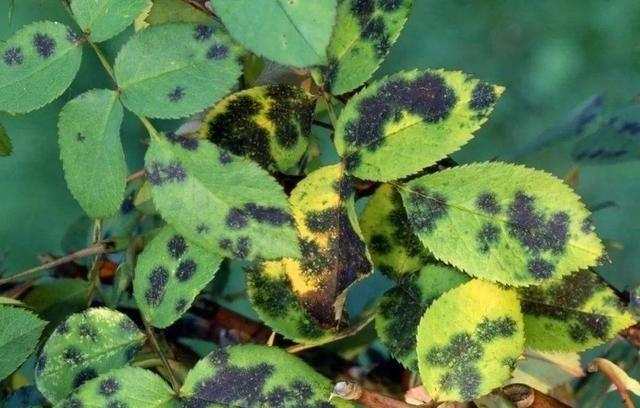 代森锰锌能治疗月季霜霉病吗,月季霜霉病特效药