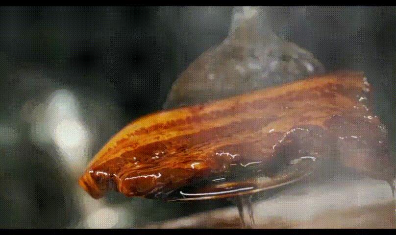 济南人的干饭神器为什么是把子肉,济南把子肉和干饭的区别