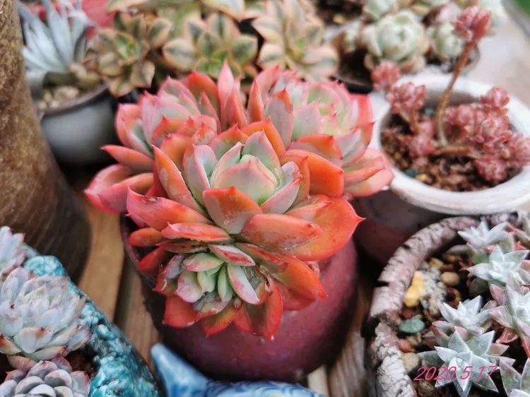 养多肉的人生感悟,人生如同养花