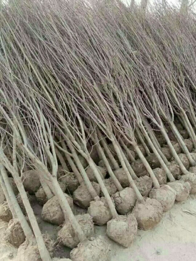 突尼斯软籽石榴哪个品种最好,突尼斯石榴与大红袍石榴区别