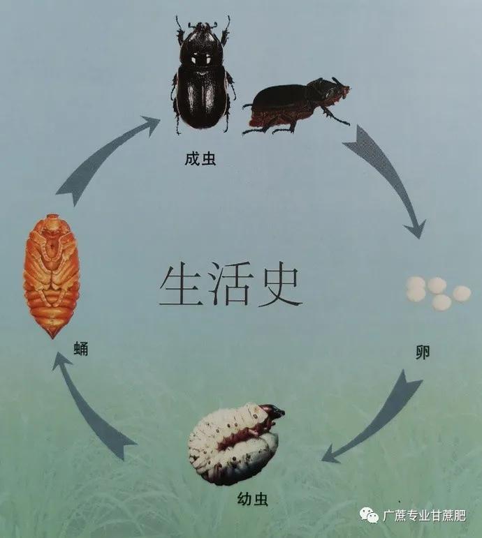 淡水龟的防治方法,猪鼻龟病虫害防治