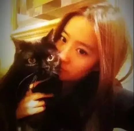 哪些明星养猫最好养,盘点明星们养的宠物