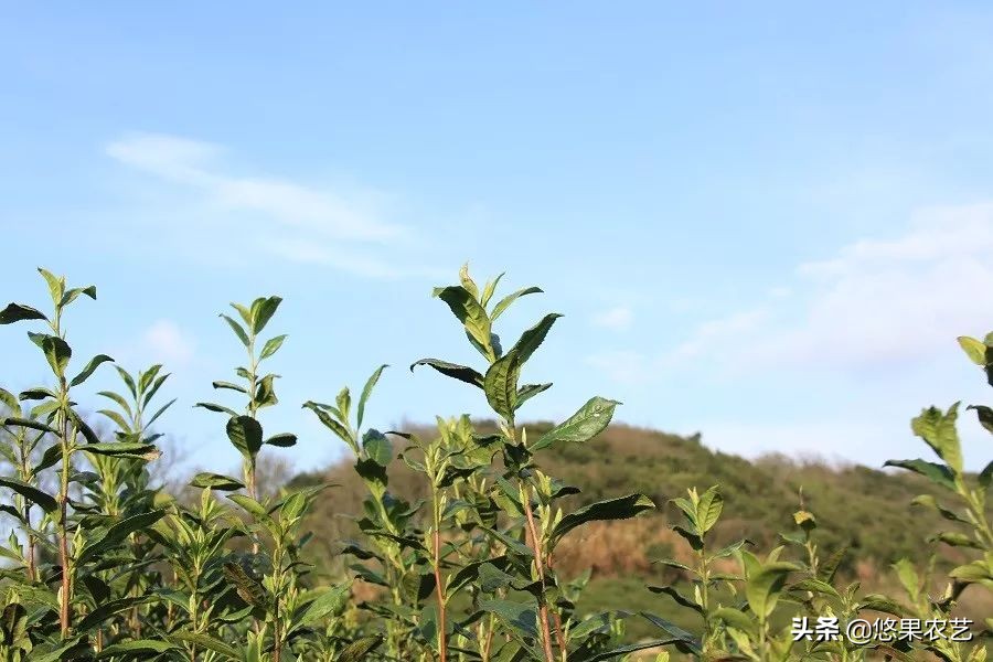 期待兰花香,再谈鸠坑群体种老茶园