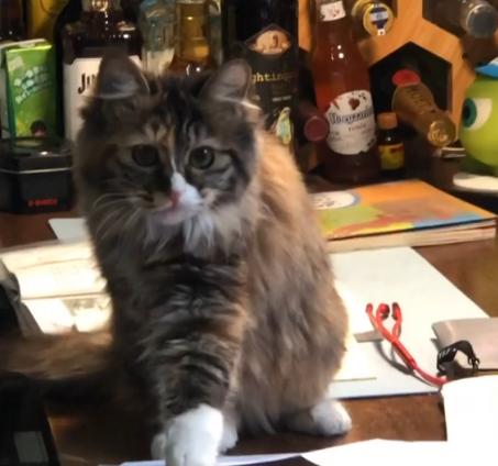 捡到一只被遗弃的小奶猫要怎么养,被猫妈遗弃了一只小奶猫