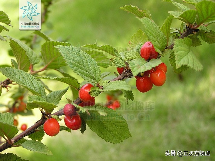 凤梨就是金菠萝吗,凤梨就是菠萝的一种